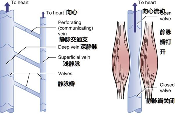 原发性下肢静脉曲张治疗不可忽略的一步：结扎病变交通支静脉